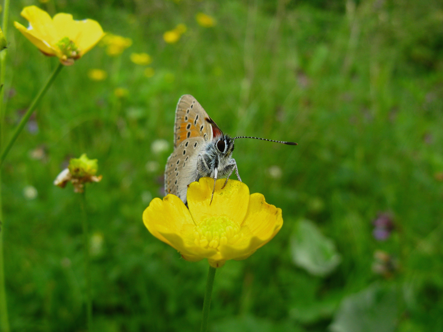 Lila-Gold-Feuerfalter (Lycaena hippothoe)