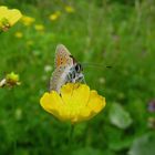 Lila-Gold-Feuerfalter (Lycaena hippothoe)