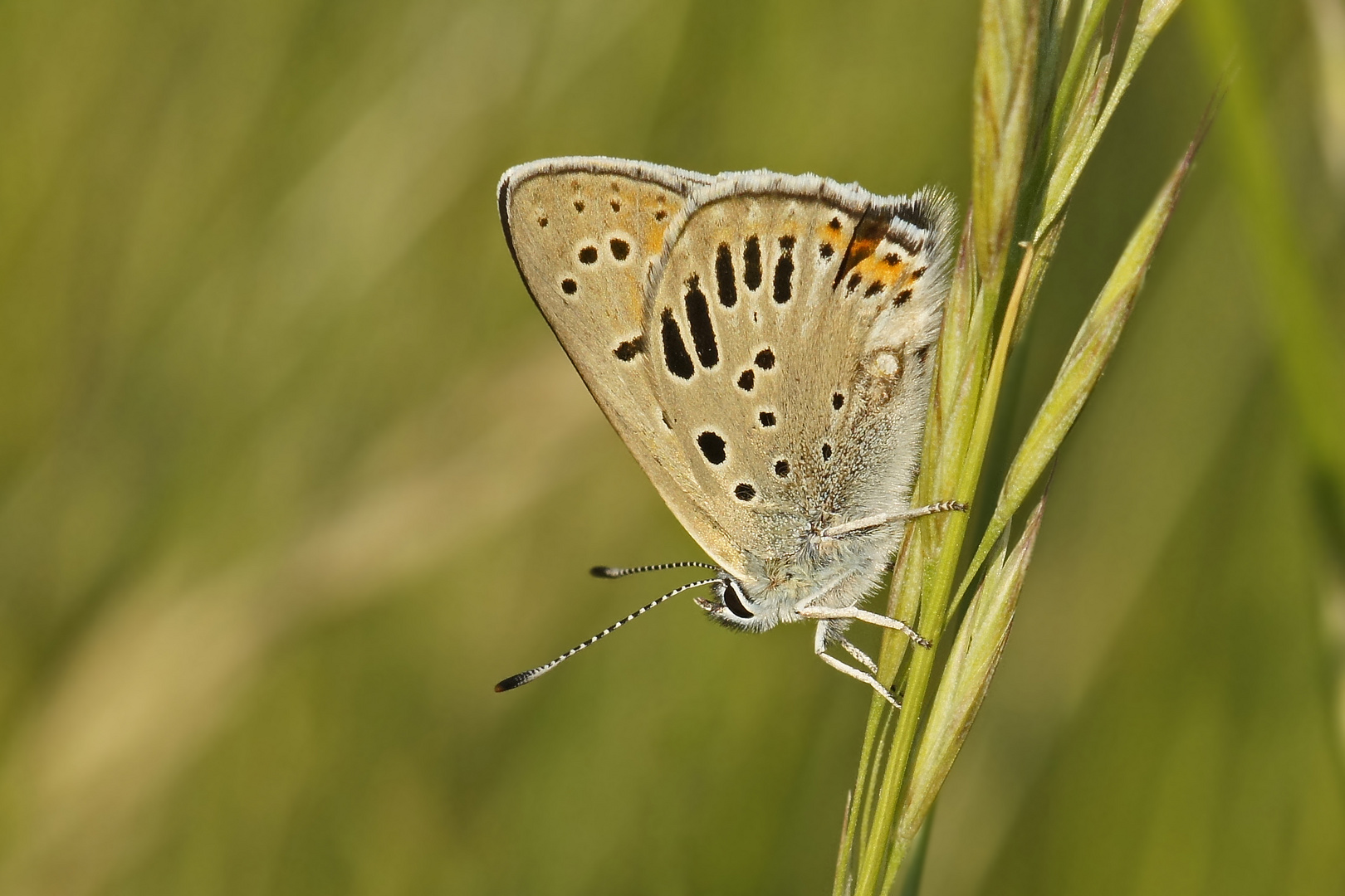 Lila-Gold-Feuerfalter (Lycaena hippothoe), Aberration