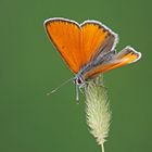 Lila-Gold Feuerfalter (Lycaena hippothoe f. eurydame), Männchen