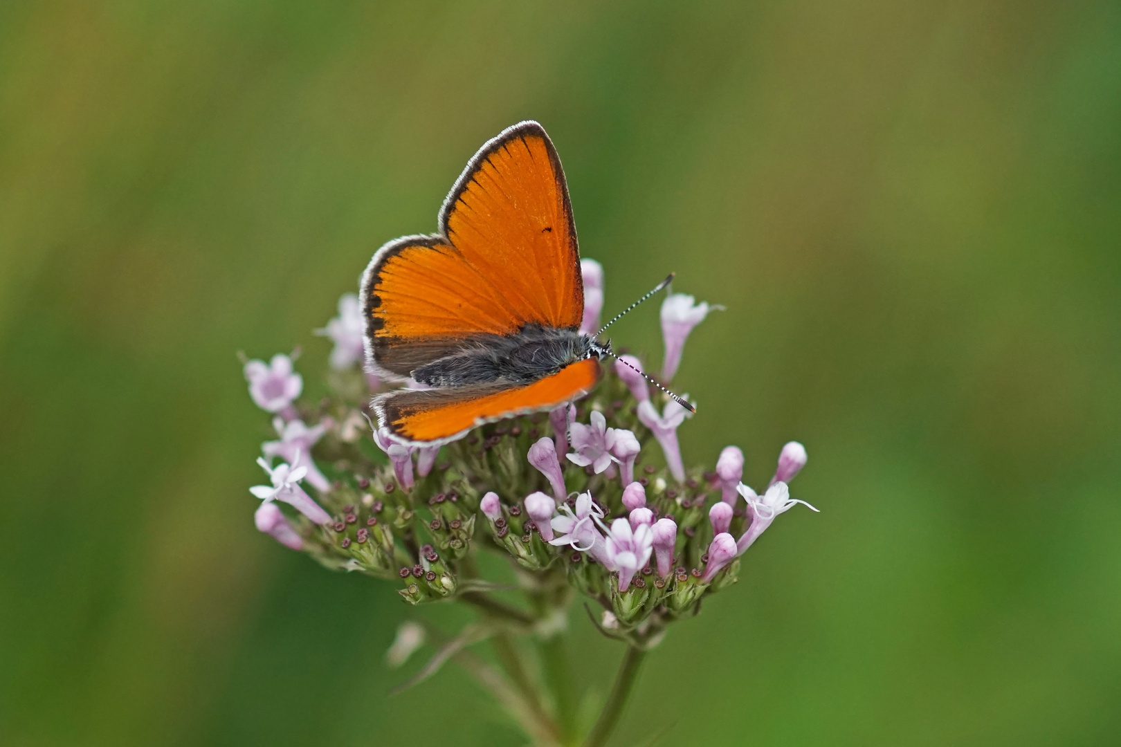 Lila-Gold-Feuerfalter (Lycaena hippothoe f.eurydame), Männchen