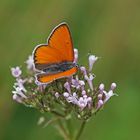 Lila-Gold-Feuerfalter (Lycaena hippothoe f.eurydame), Männchen