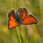 Lila-Gold-Feuerfalter (Lycaena hippothoe), Männchen