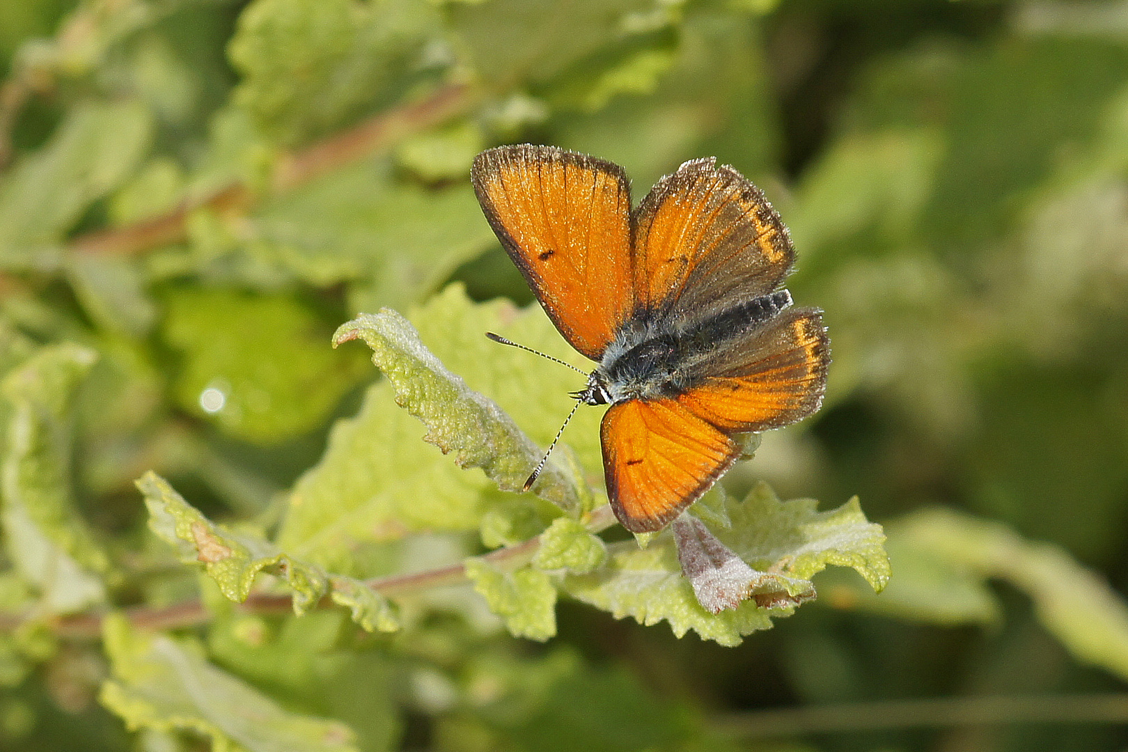 Lila-Gold-Feuerfalter (Lycaena hippothoe), Männchen