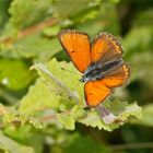 Lila-Gold-Feuerfalter (Lycaena hippothoe), Männchen