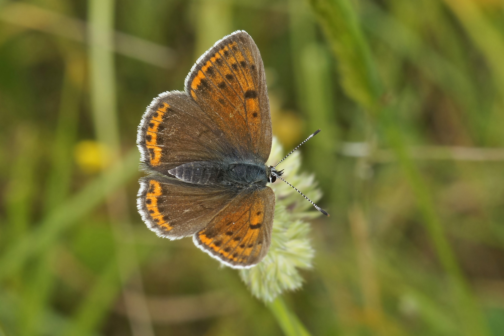 Lila-Gold-Feuerfalter (Lycaena hippothoe), Weibchen