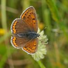 Lila-Gold-Feuerfalter (Lycaena hippothoe), Weibchen