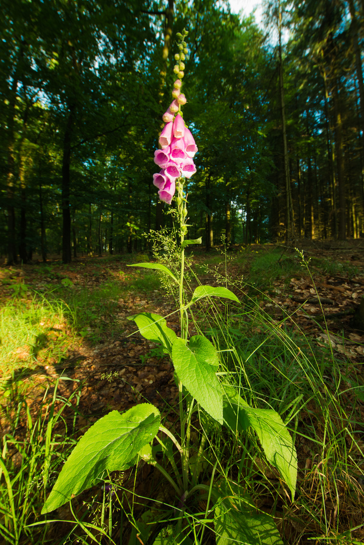 Lila im Wald 2 