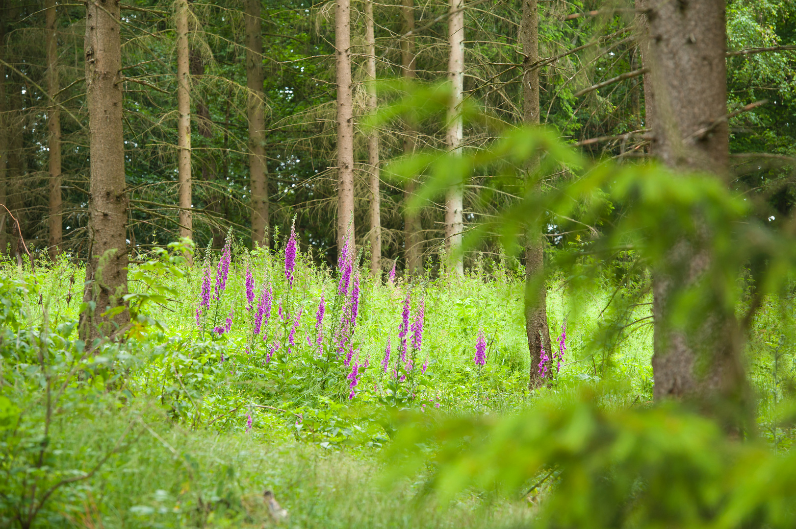 Lila im Wald