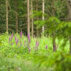 Lila im Wald