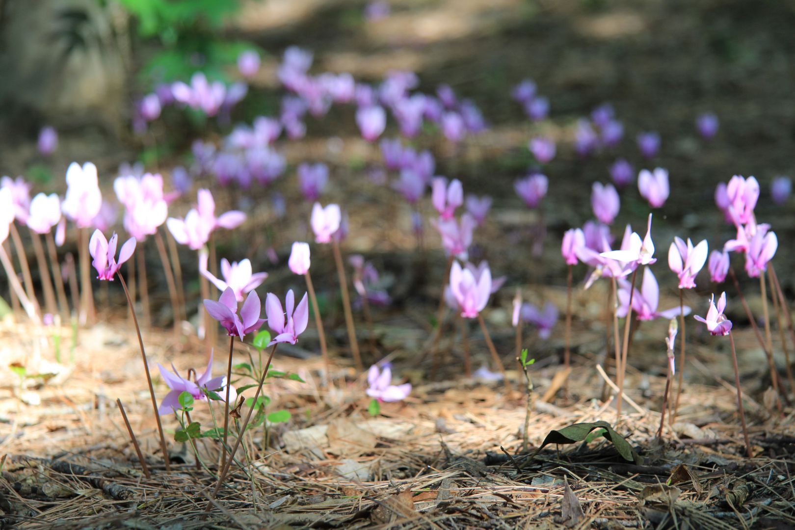 Lila im Wald