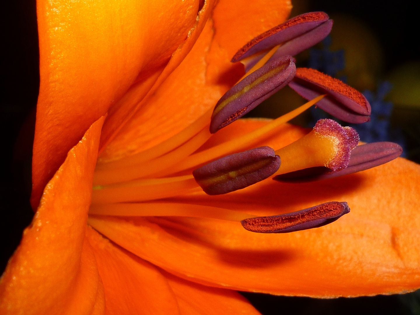 Lila in Orange