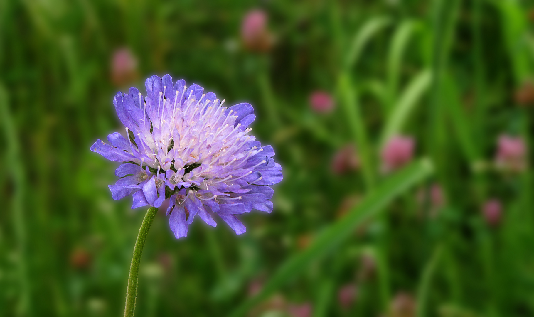 Lila ist in Foto & Bild pflanzen, pilze & flechten, blüten