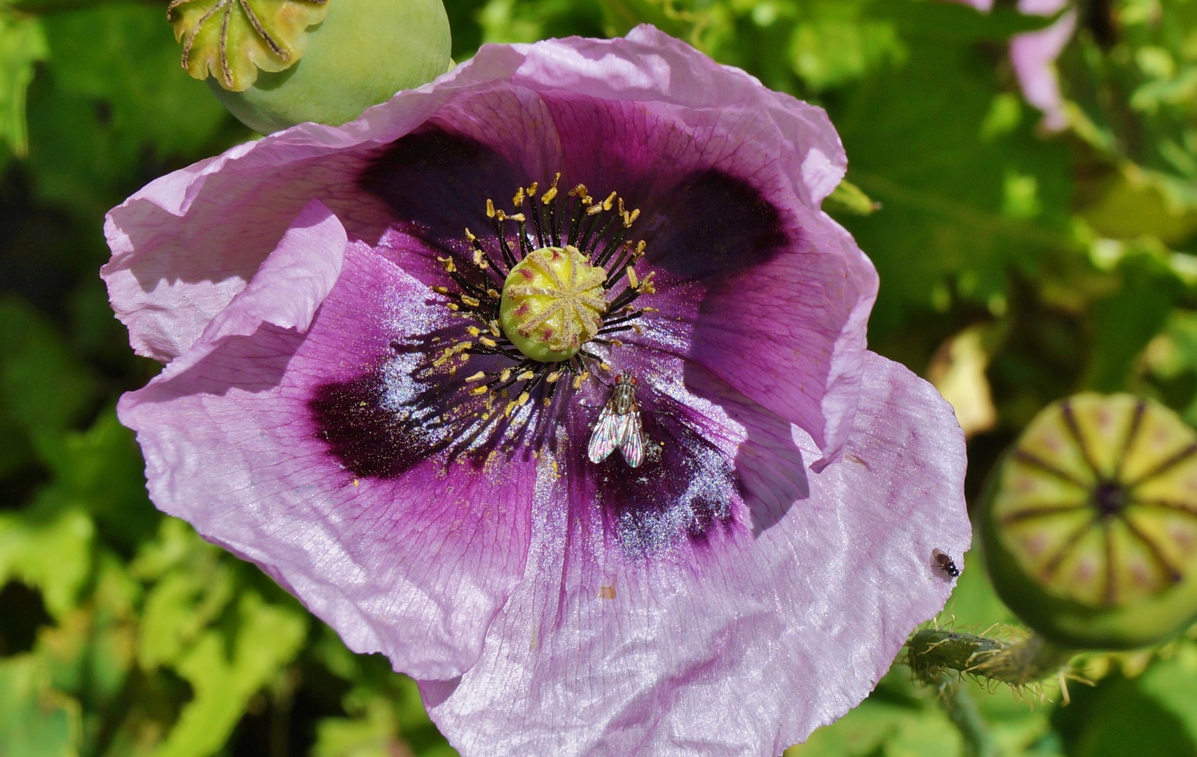 Lila Klatschmohn oder Schlafmohn