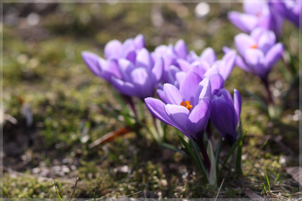 LILA kommt der Frühling :-)