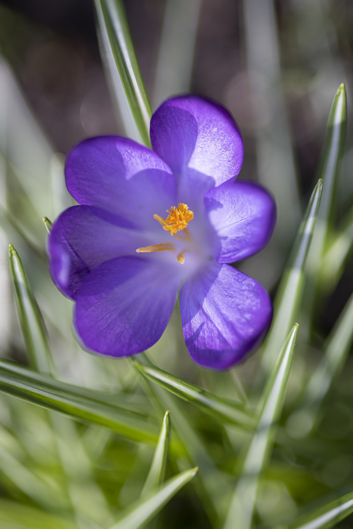 lila Krokus-0863