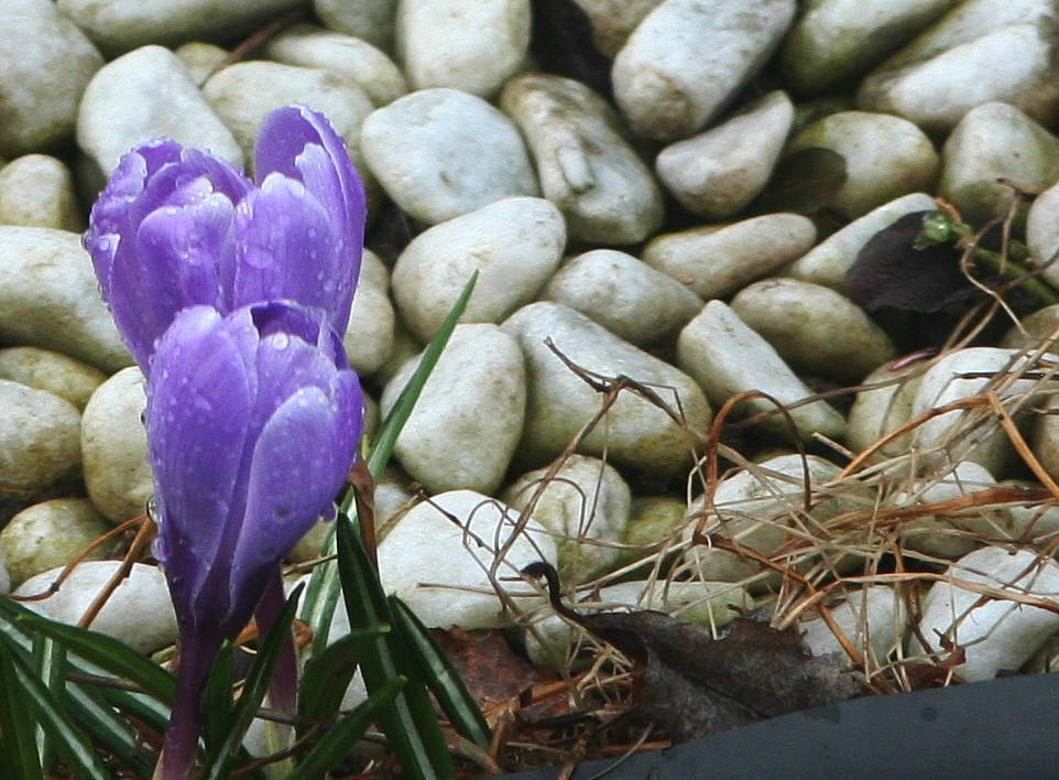 Lila Krokus im Kiesbett