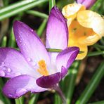 Lila Krokus nach dem Regen