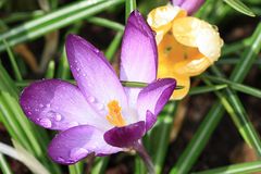 Lila Krokus nach dem Regen