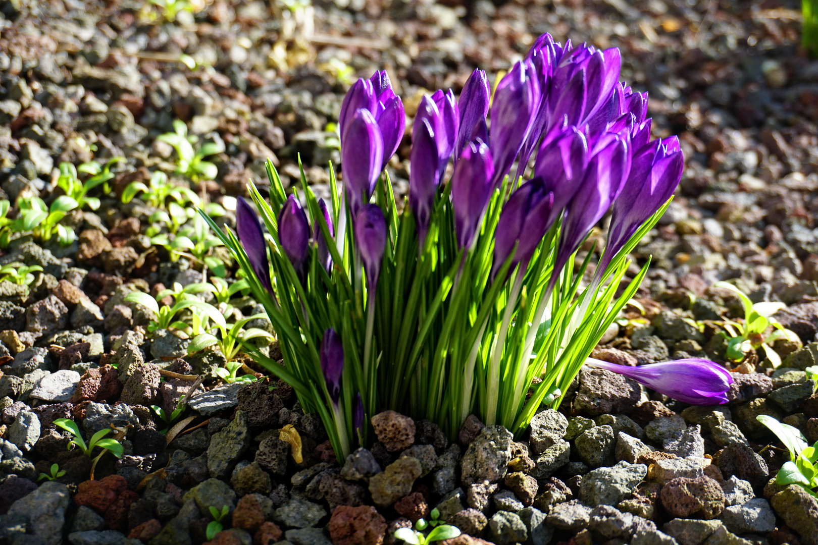 Lila Krokussblüte am Brauhausplatz in Heiligenstadt