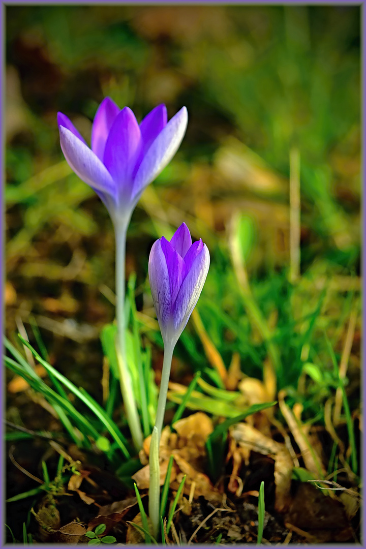 Lila Krokusse auf der Wiese