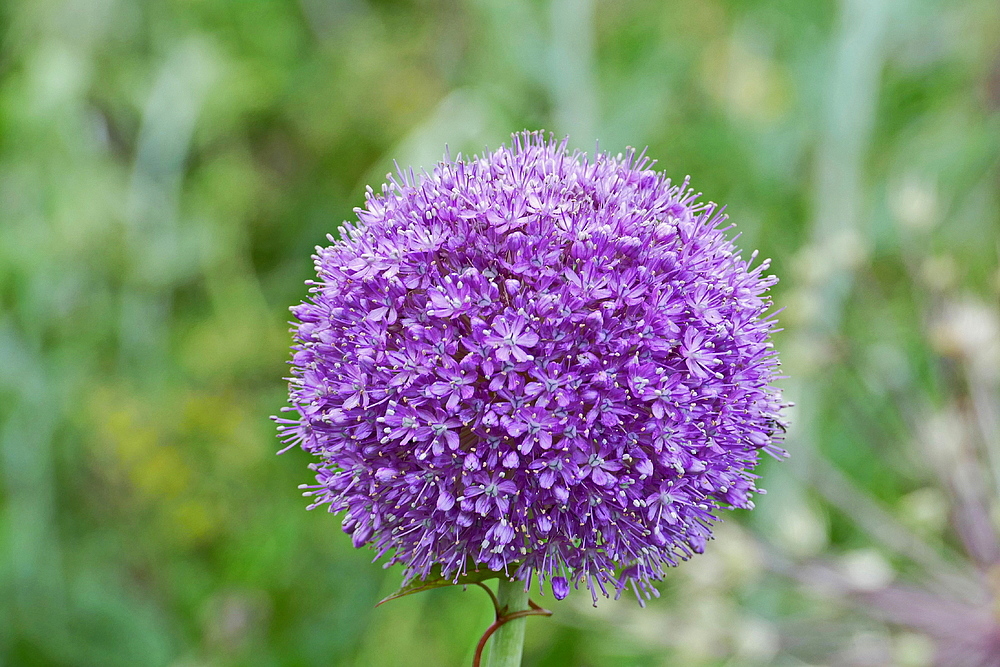lila Kugel Foto & Bild natur, pflanzen, blüten Bilder auf