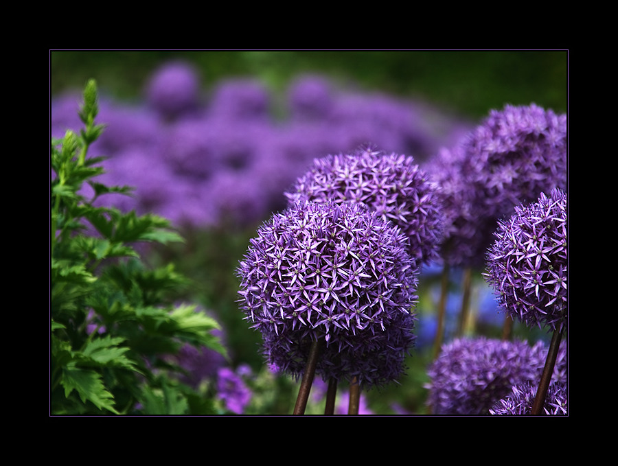 lila Kugel Foto & Bild pflanzen, pilze & flechten, blüten