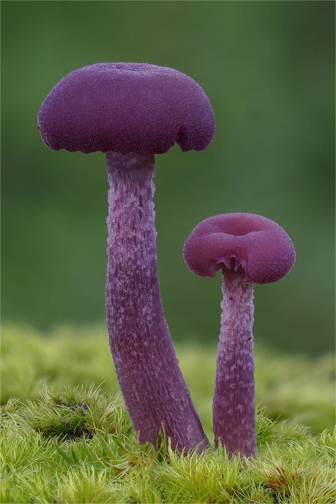 lila Lacktrichterling (Laccaria amethystina)