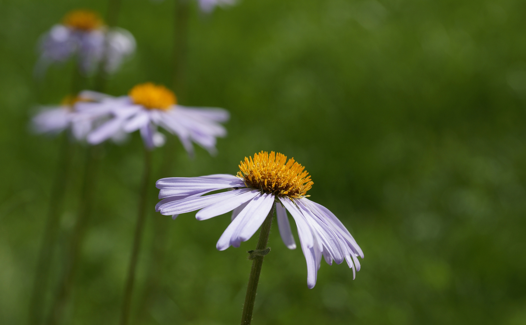 Lila Laune Blume :-)