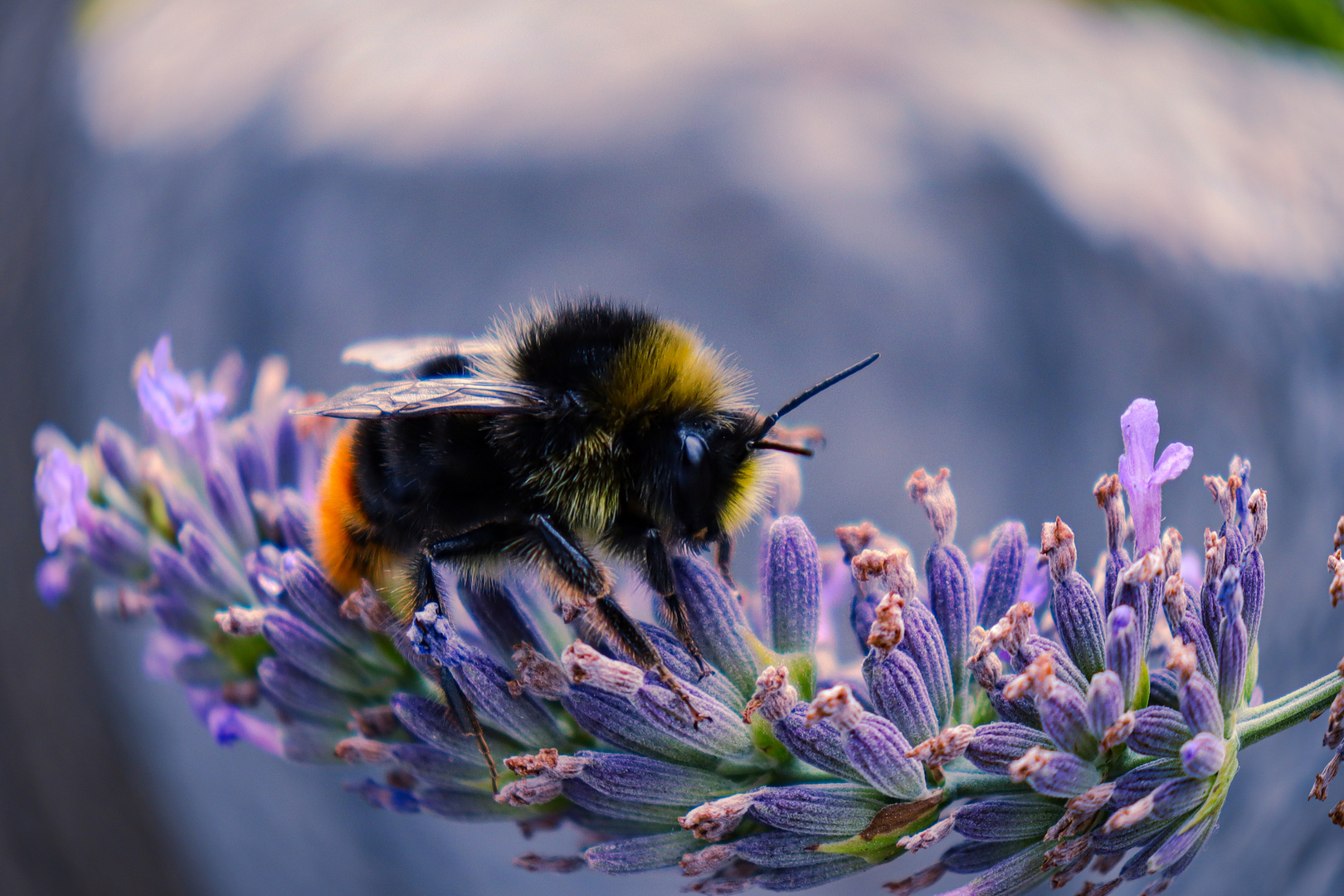 Lila Lavendel Hummel