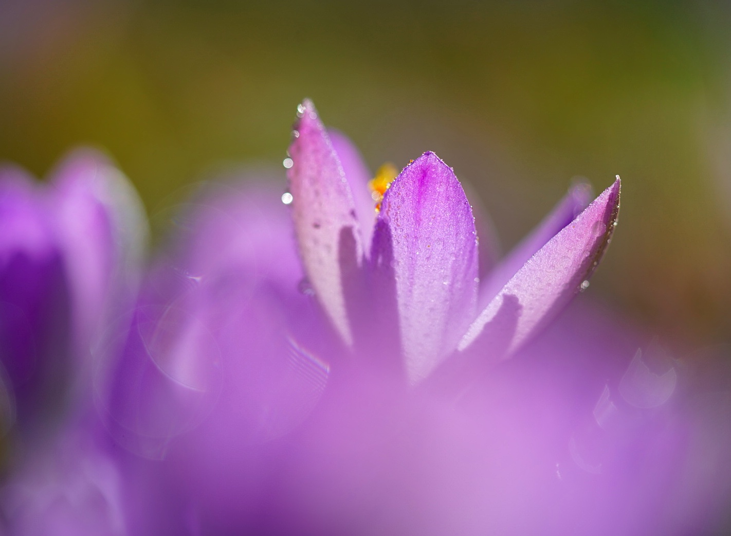 Lila Leuchten auf der Wiese