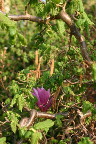 lila Magnolie in Haselnußkorkenzieher