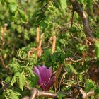 lila Magnolie in Haselnußkorkenzieher
