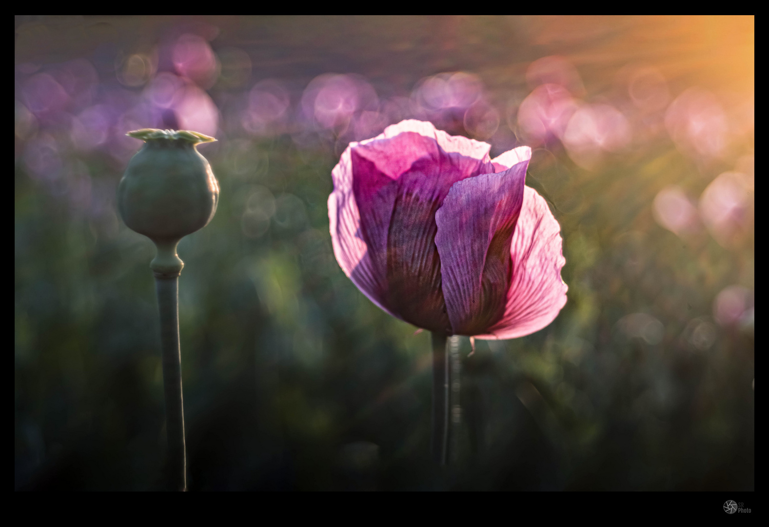 Lila Mohn im Abendlicht