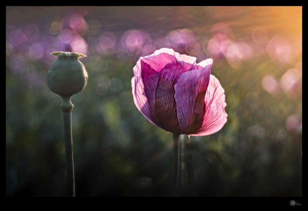 Lila Mohn im Abendlicht