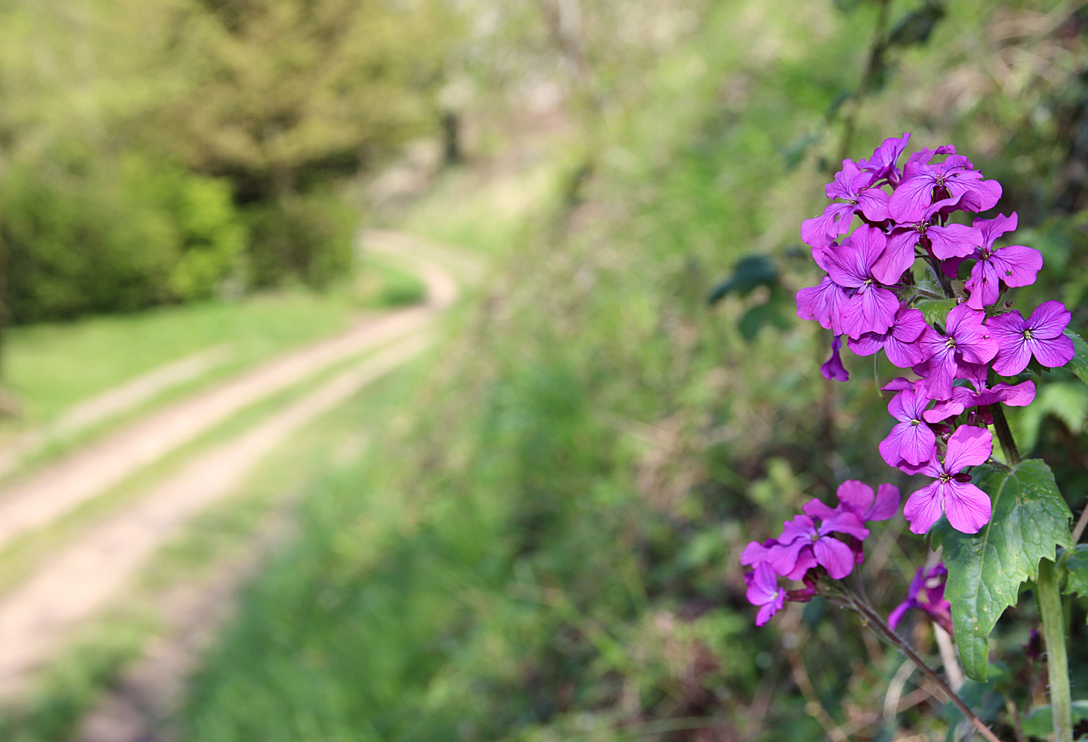 Lila Mondviole am Weg