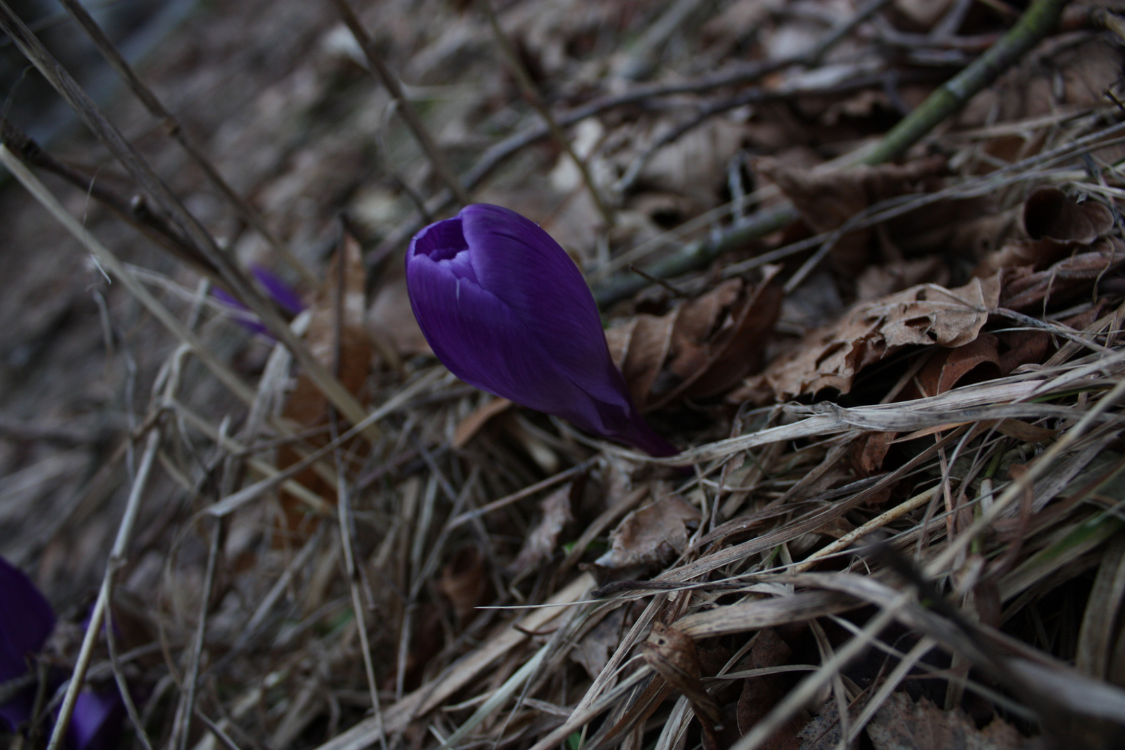 Lila nach dem Winter