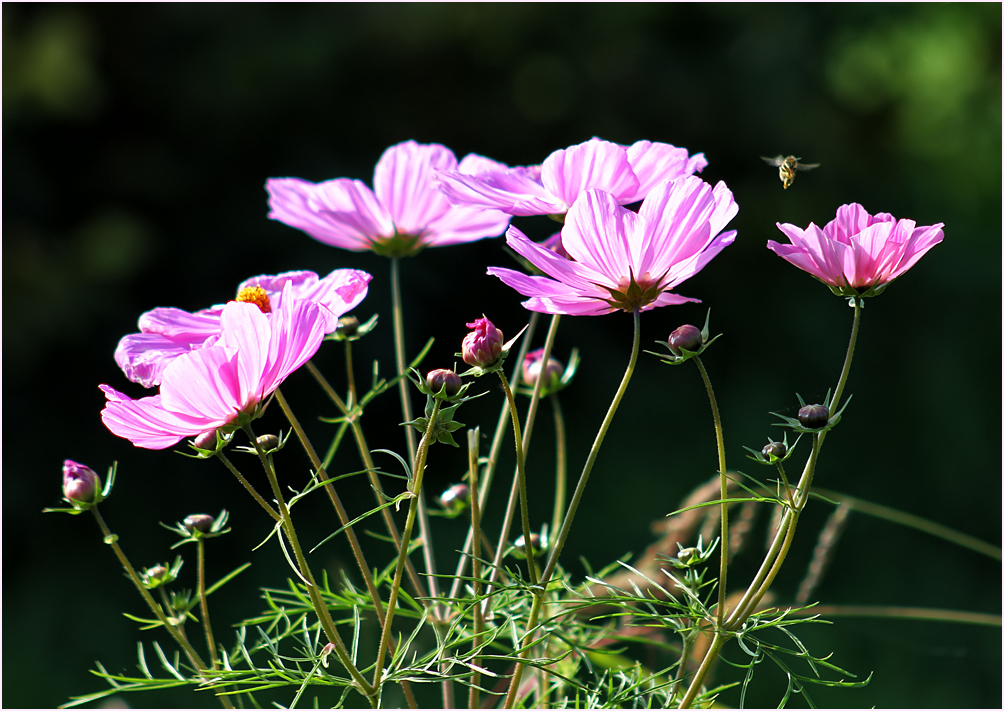 Lila oder Rosa?