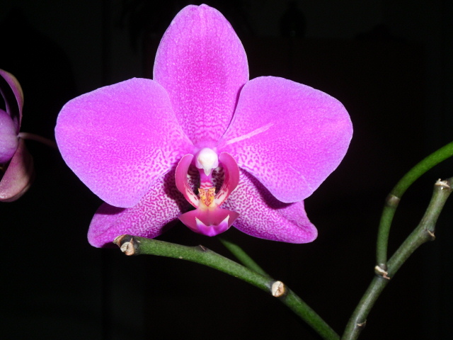 Lila Orchidee