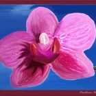" Lila Orchidee "