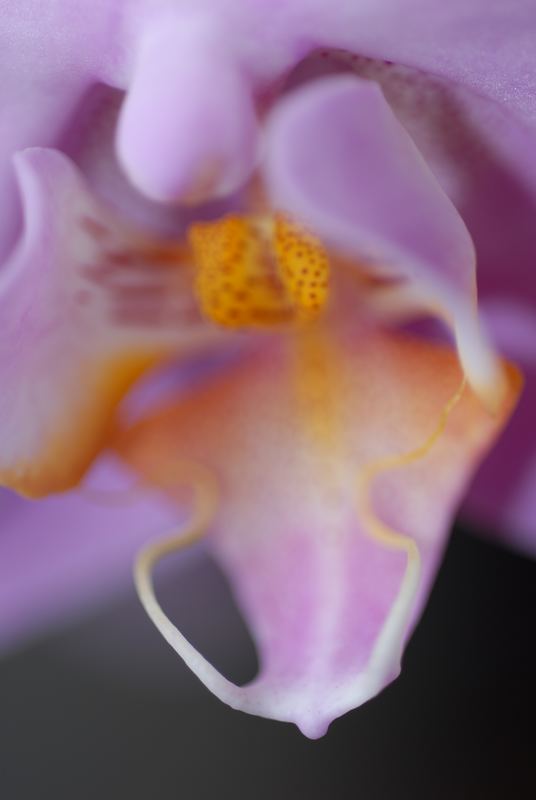 lila orchidee