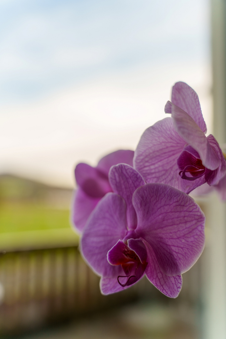 Lila Orchidee - Fensterblick
