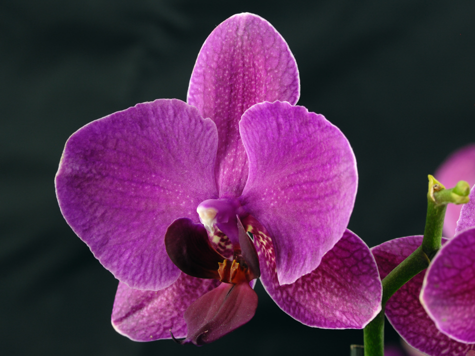 Lila Orchidee Makro I "Phalaenopsis"