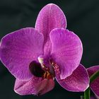 Lila Orchidee Makro I "Phalaenopsis"