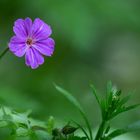 Lila Phlox Blume