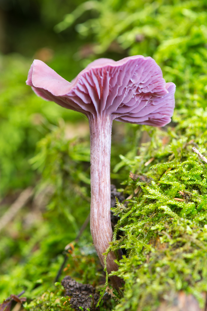 Lila Pilz Foto & Bild pflanzen, pilze & flechten, pilze & flechten