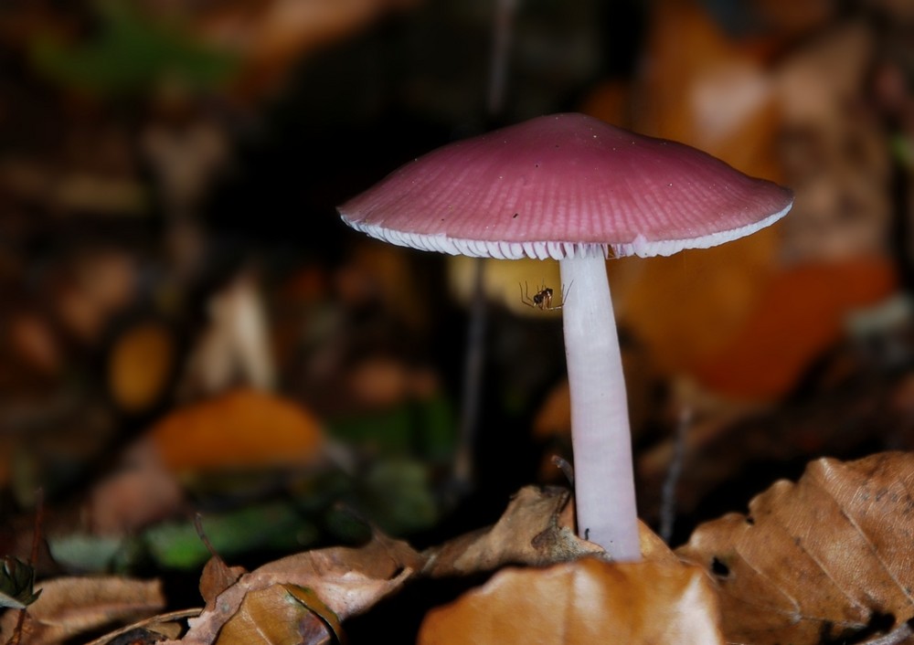 Lila Pilz mit Spinne Foto & Bild pflanzen, pilze & flechten, natur