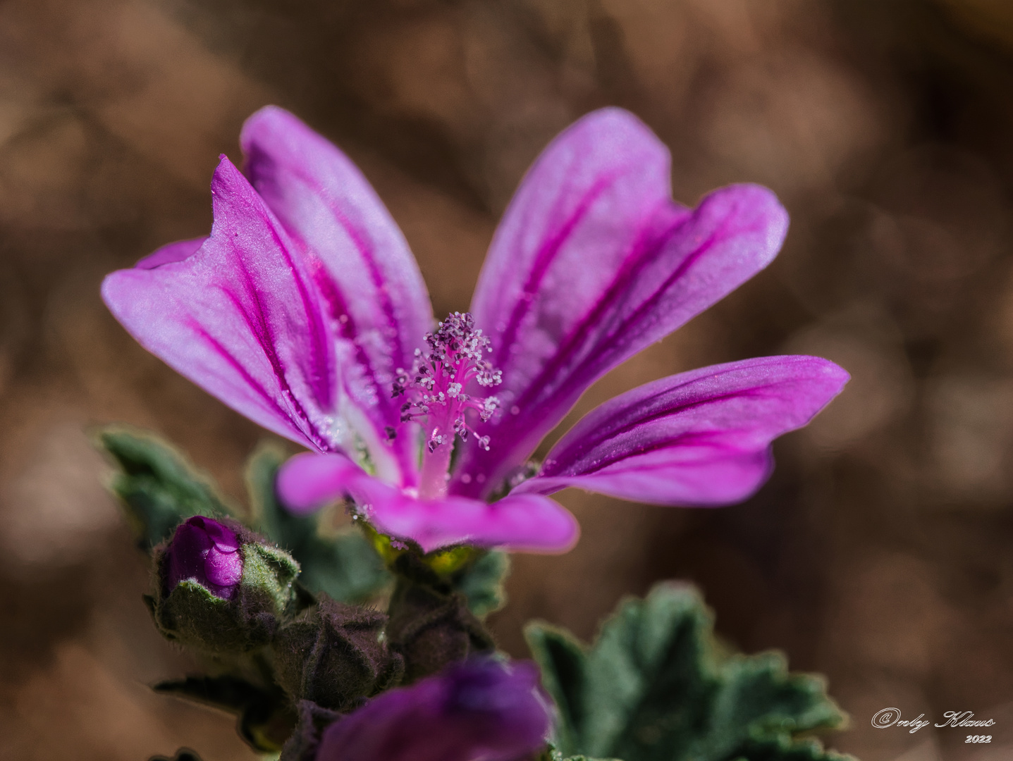 Lila-Pink Blüte