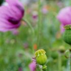 Lila Poppy Field