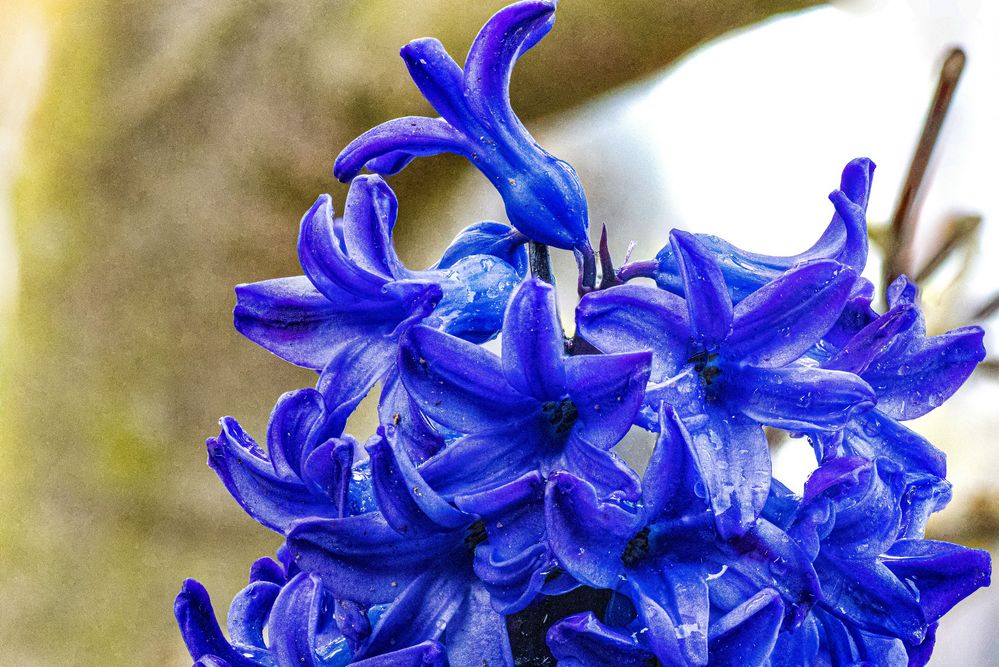 Lila Pracht Foto & Bild natur, pflanzen, pilze & flechten Bilder auf